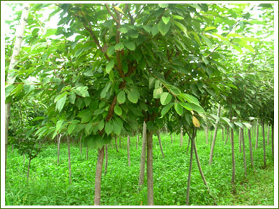 ѻ ɽ|̩ѻ ѻr 1-10֙ѻ