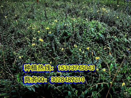 FƤʯNֲԒʯNֲlʲô