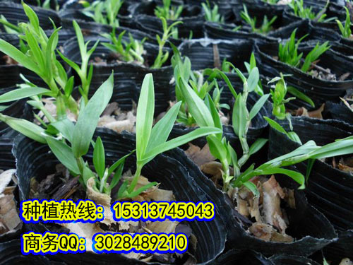 AɲݷNrɲݷNֲʲôҪ