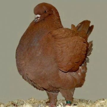 ҪB(yng)ֳȥIƷNr(ji)X