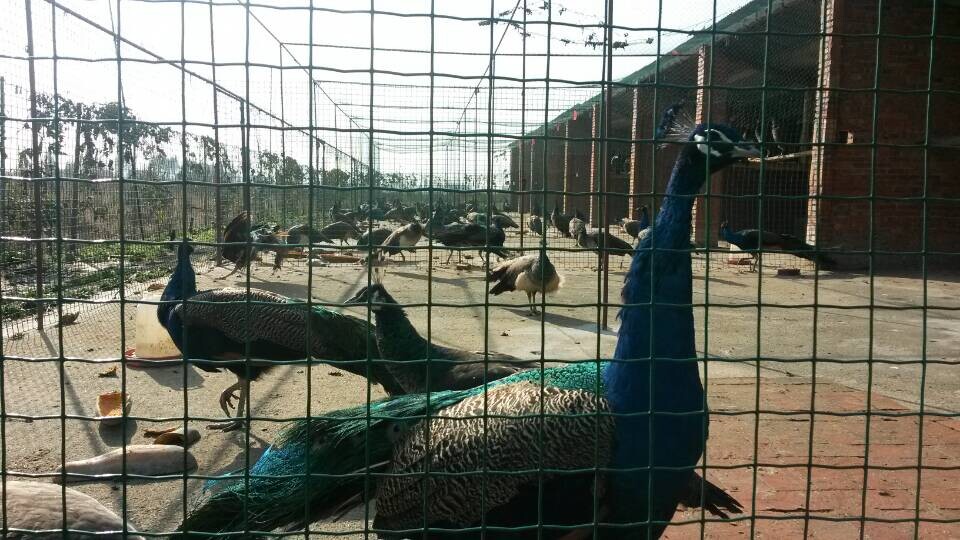 ɽ|ȸr(ji)X龫طNB(yng)ֳ(chng)