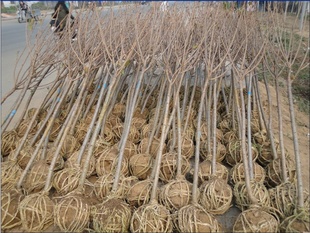 ձљѻ硢љѻXһáљѻr(ji)