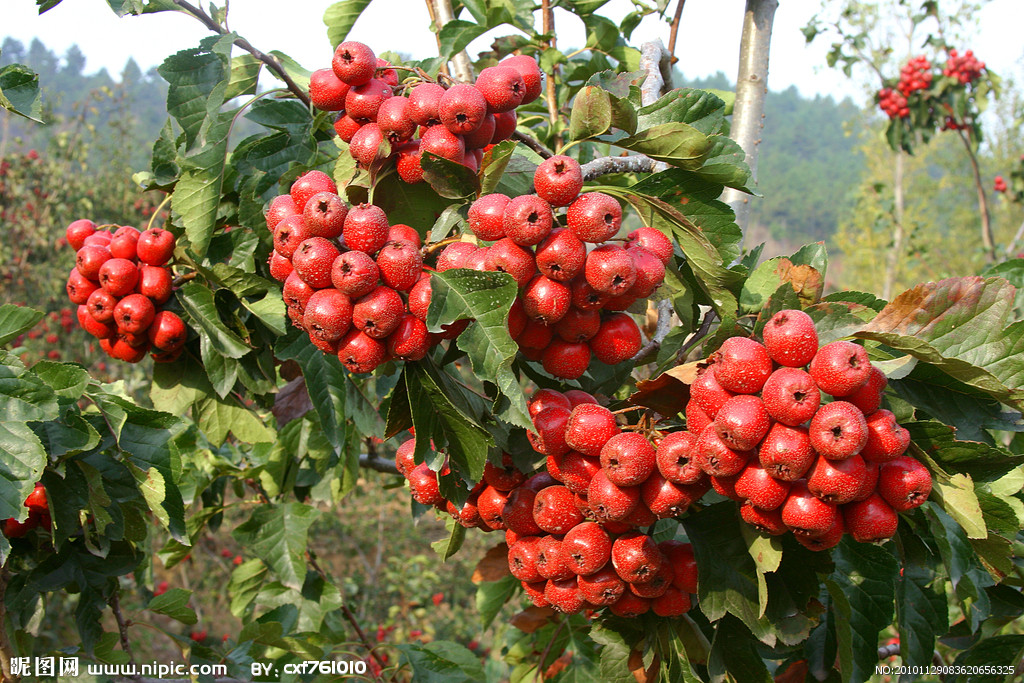 2015ɽ高r(ji)ɽ高顢ɽ高ƷN