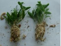 r(nng)쿵FƤʯl(f)/쿵FƤʯ