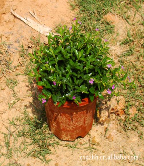 LɳMǲݻl(f) ̶Mǲݻr