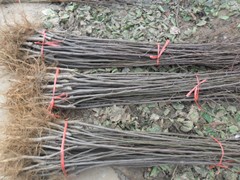 O-m26gľO硢m26gľOƷN