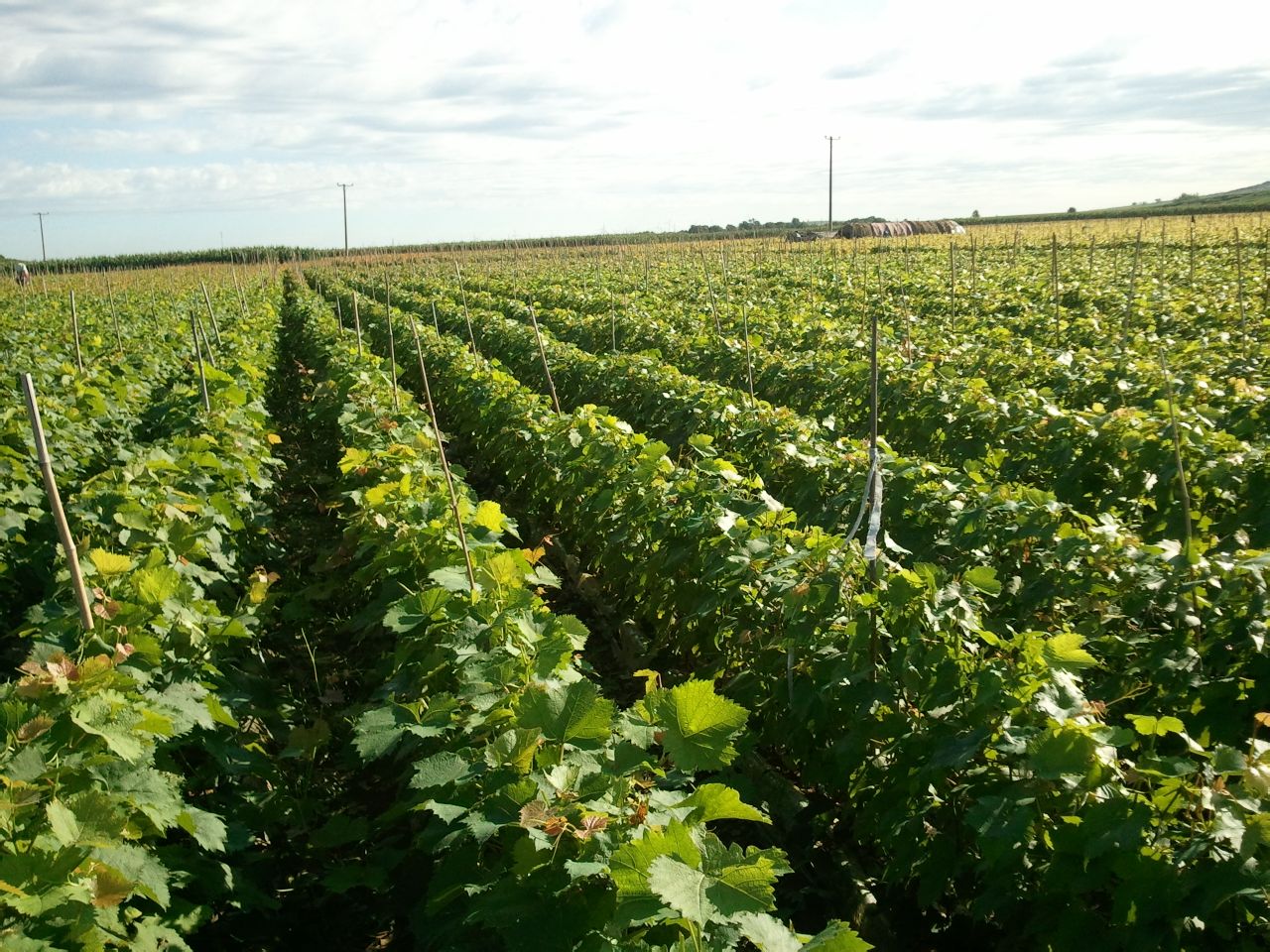 ޽Ӽtõ tõјƷN tõјr