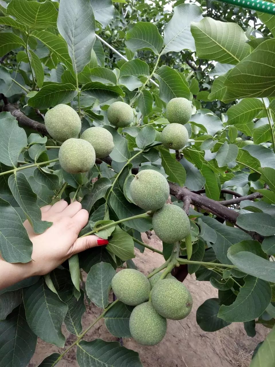 ںһ̖l2000஀Ʌ^猍ƷN