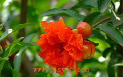 旗 ͏db  u旗 旗С辰