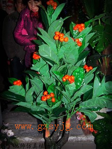 ɽ高Ҙl ɽ高֦ ٹ ɽ高֦Ҙ O