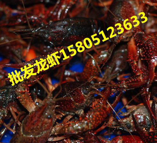 rl(f)r(ji)X(qin)һ r