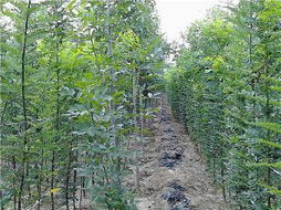 p pr (yng)(yu)|(zh)p