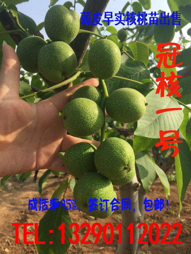 ںһ̖|Ƥ磬lr٣ĂƷNƤ