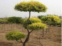 (du)ӰϞͻ_Ә(sh)(sh)_l(xing)ؔ(ci)\(yn)@־G޹˾