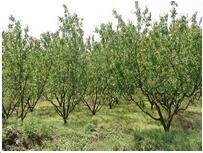 (sh)(sh)_~B(yng)o(h)_l(xing)ؔ(ci)\(yn)@־G޹˾