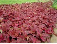 N辰r(ji) (sh)(sh)繩(yng) l(xing)ؔ(ci)\(yn)@־G޹˾