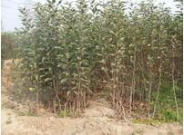 Ә(sh)(sh)-~SB(yng)o(h)-l(xing)ؔ(ci)\(yn)@־G޹˾