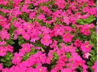 辰-tݲƺB(yng)o(h)-l(xing)ؔ(ci)\(yn)@־G޹˾