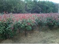 t~ʯľ/~辰(yng)/l(xing)ؔ(ci)\(yn)@־G޹˾