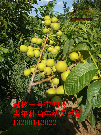 Ƥlr񣿹ں̖Xһãں̖