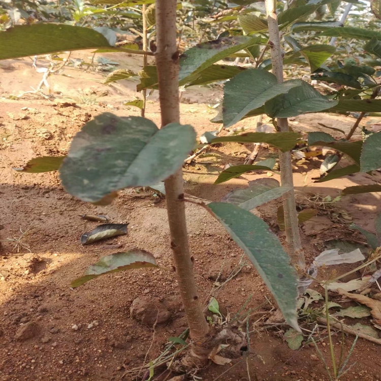 ޽ә ׳ɻ 1֙l(f)r(ji)