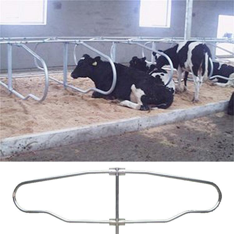 SҶţţP \ţP ţϢλ