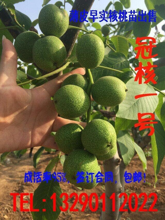 ںrIںһ̖磬ں̖lٿ]磡