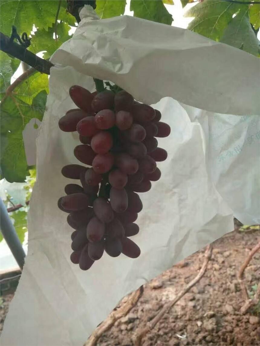 ƷNB ʢһ̖(ho)r(ji)