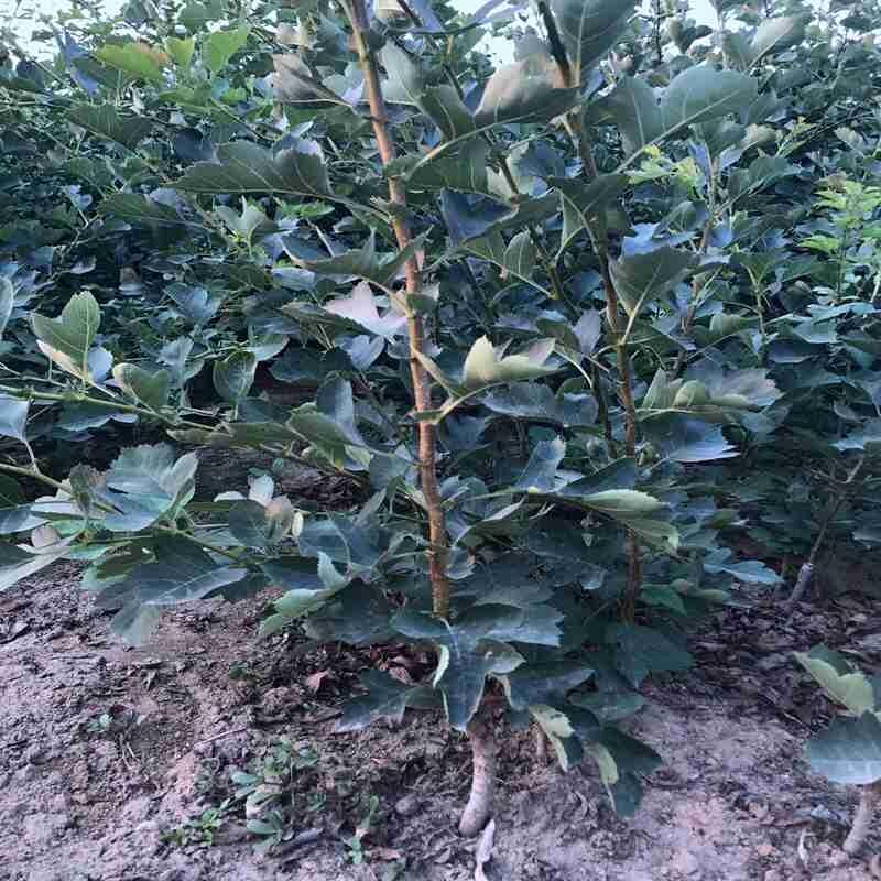 ɽr(ji)߄(sh)D ɽƷNx