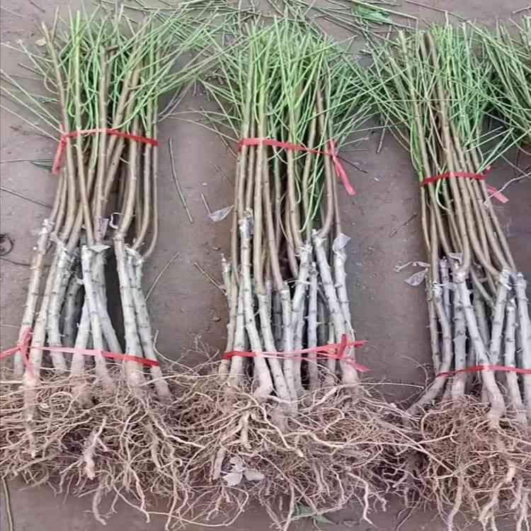 1Ҙr(ji) ͮҘNֲg(sh)