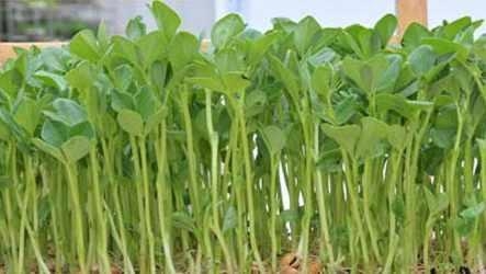 㴻ѿ˵ķNֲg֝ڰٷ֮ʮԴML