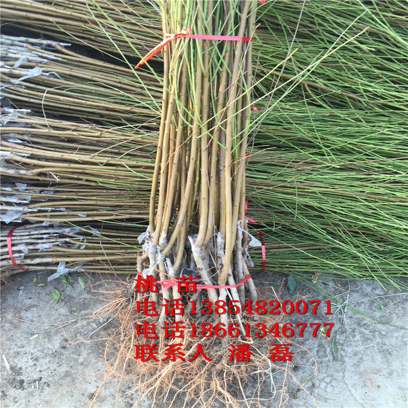 2020궬ҘƷNҘXһҘr