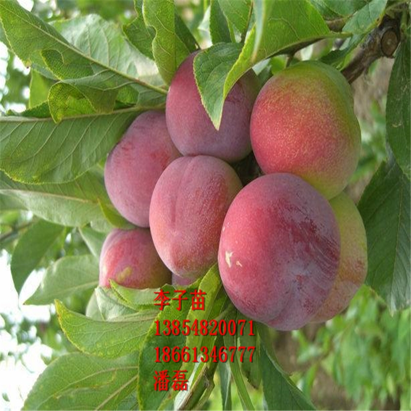 ̩Ә(sh)ƷN̩Ә(sh)(sh)ƷN̩Ә(sh)r(ji)