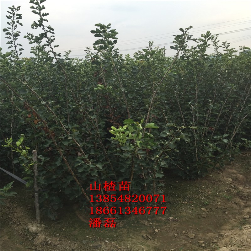 tɽ高硢ɽ|tɽ高ƷNɽ|tɽ高r