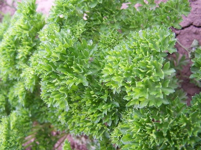 ľߏSҌ֮㾫wƷ㾫 ţ㾫 ͸ߜ㾫