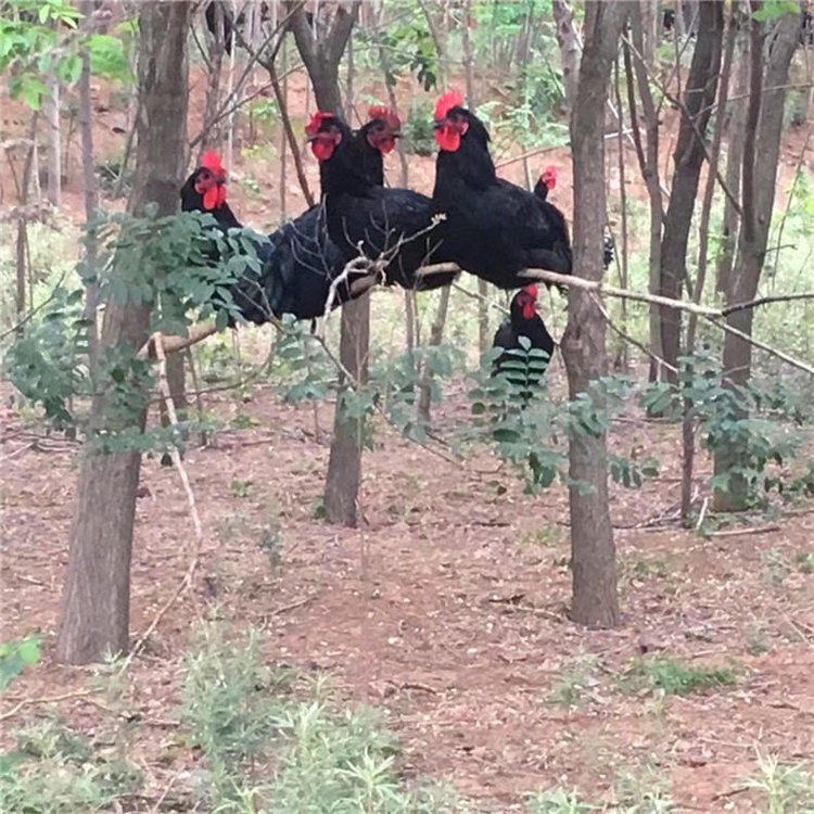 tɫuFul(f)Ј(chng)ԪɢB(yng)Jur(ji)