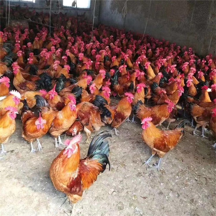 tuRlڬuѪëutɫԪHRʱu