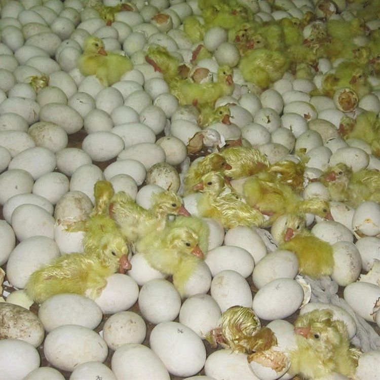 Ԫ(chng)HZuͲ(j)ϞIRʖ|I(yng)СZS