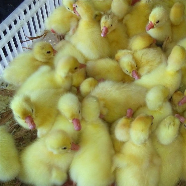 {^Zl(f)ԪZr(ji)ɽ|H_(ti)Rʝ(j)Ͳ|I(yng)IuZ(chng)