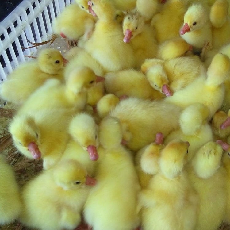 IZl(f)Ј(chng)|I(yng)ZHZSСZ(chng)r(ji)