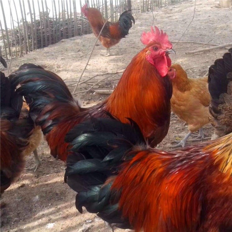 ԪIu(chng)Iݱul(f)Ͳ(j)ϖ|I(yng)ur(ji)