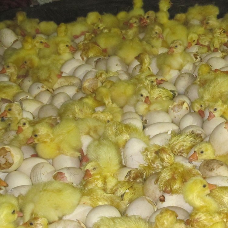 ZСZHRʖ|IuͲ_Z猣܇