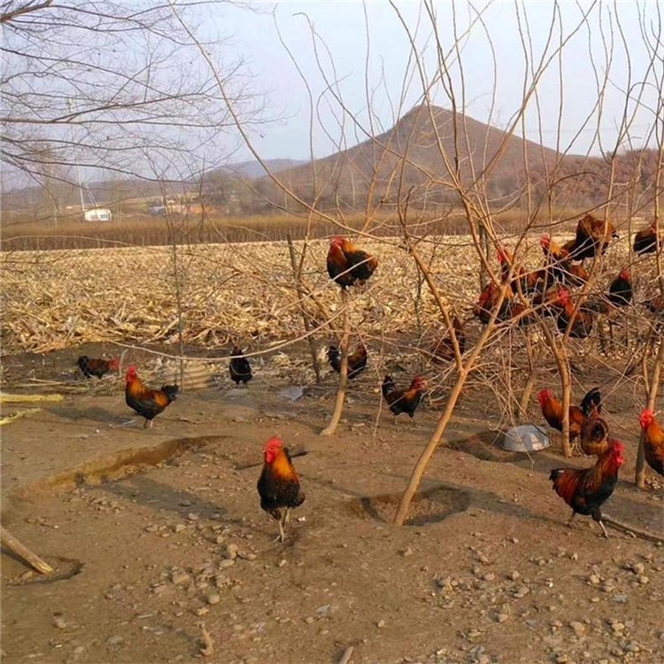 ɽ|u(chng)Ԫɽ|ul(f)Sɽ|ur(ji)