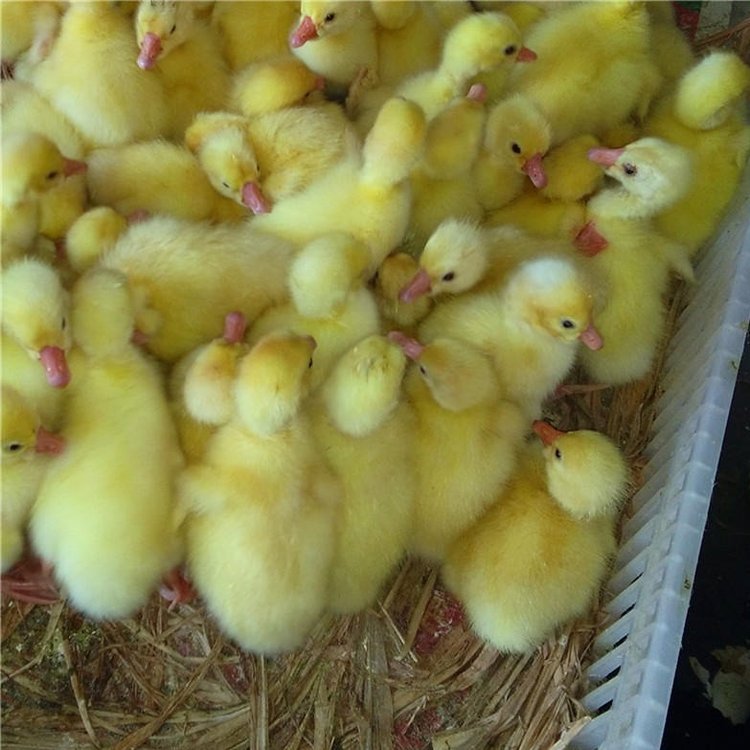 HZ(chng)Ԫu(j)ϟ_(ti)RͲIՖ|I(yng)Zl(f)