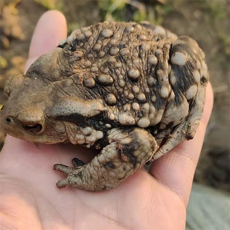 ܽÓs]B(yng)ֳṩg(sh)ָ(do)