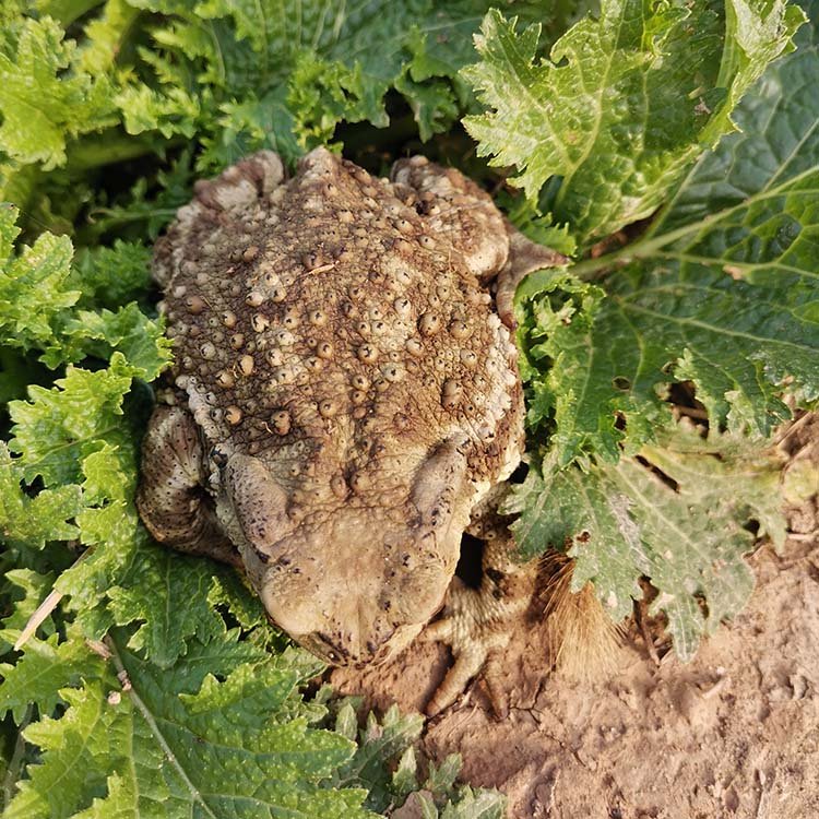 ÓȦB(yng)B(yng)ֳr(nng)ɢB(yng)]팚AsB(yng)ֳ