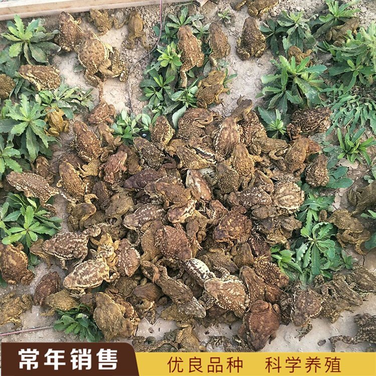 ܰ]󡹩(yng)а]]팚w(yng)