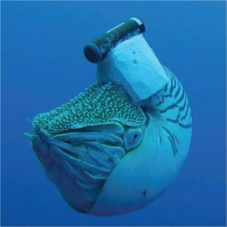 ~W(xu)ۙ(bio)ӛV5\/V7D\/V9D(yn)C~(bio)ӛزʹģ