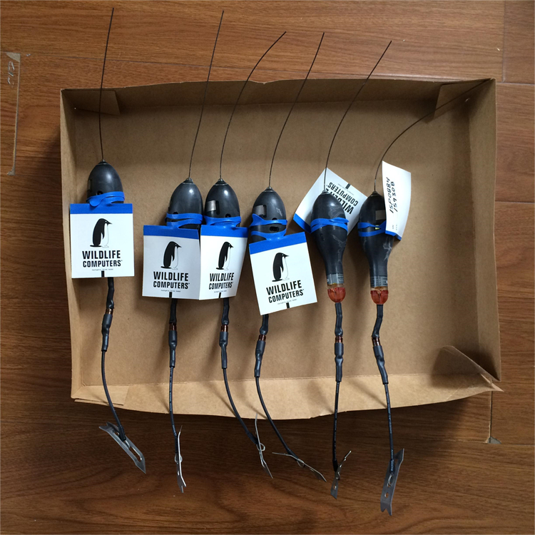 ~l(wi)Ǹۙ(bio)ӛɏ䔵(sh)(j)ӛͽ~l(wi)ǘ(bio)־MiniPAT