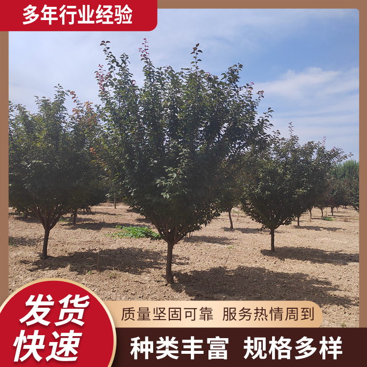 6-8-10-12-16-18-20־^÷ͥԺ@־GNֲ΃